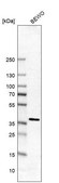 Anti-SEC13 antibody produced in rabbit Prestige Antibodies® Powered by Atlas Antibodies, affinity isolated antibody, buffered aqueous glycerol solution