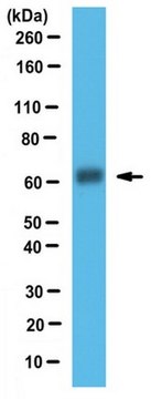 Anti-DMT1 Antibody serum, from rabbit