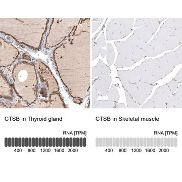 Anti-CTSB antibody produced in rabbit Prestige Antibodies&#174; Powered by Atlas Antibodies, affinity isolated antibody, buffered aqueous glycerol solution