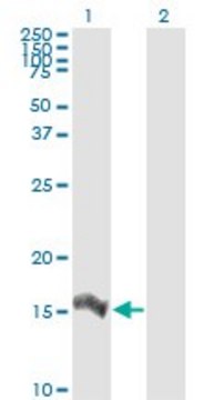 Monoclonal Anti-IL8 antibody produced in mouse clone 6G4, purified immunoglobulin, buffered aqueous solution