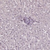 Anti-HIF1AN antibody produced in rabbit Prestige Antibodies® Powered by Atlas Antibodies, affinity isolated antibody, buffered aqueous glycerol solution