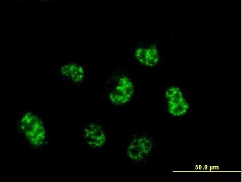 Monoclonal Anti-C6orf139 antibody produced in mouse clone 2B5-2D12, purified immunoglobulin, buffered aqueous solution