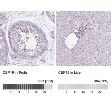 Anti-CEP19 antibody produced in rabbit Prestige Antibodies&#174; Powered by Atlas Antibodies, affinity isolated antibody, buffered aqueous glycerol solution