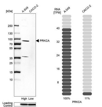 Anti-PRKCA antibody produced in rabbit Ab1, Prestige Antibodies&#174; Powered by Atlas Antibodies, affinity isolated antibody, buffered aqueous glycerol solution