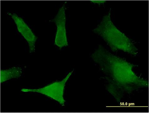 Monoclonal Anti-SLC6A16 antibody produced in mouse clone 2E5, purified immunoglobulin, buffered aqueous solution