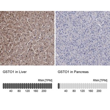 Anti-GSTO1 antibody produced in rabbit Prestige Antibodies&#174; Powered by Atlas Antibodies, affinity isolated antibody, buffered aqueous glycerol solution