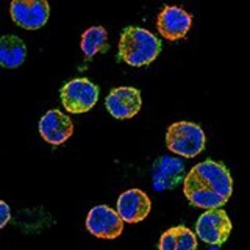 Anti-IL10RA antibody produced in rabbit Prestige Antibodies&#174; Powered by Atlas Antibodies, affinity isolated antibody, buffered aqueous glycerol solution