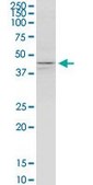 Monoclonal Anti-KCNJ5 antibody produced in mouse clone 8D2, purified immunoglobulin