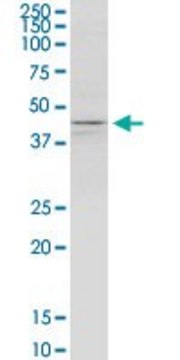 Monoclonal Anti-KCNJ5 antibody produced in mouse clone 8D2, purified immunoglobulin