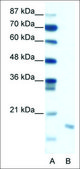 Anti-DIABLO antibody produced in rabbit IgG fraction of antiserum