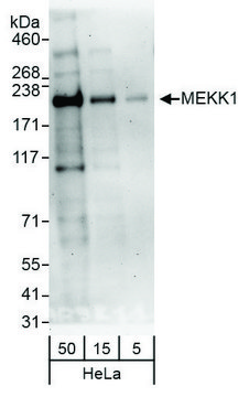 Rabbit anti-MEKK1 Antibody, Affinity Purified Powered by Bethyl Laboratories, Inc.