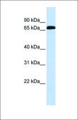 Anti-SLC6A1 antibody produced in rabbit affinity isolated antibody