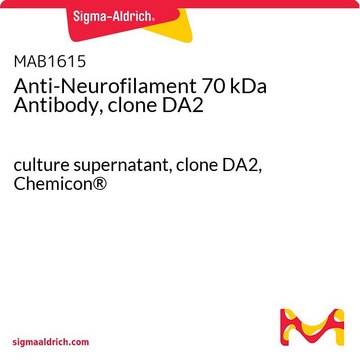 抗神经丝70 kDa抗体，克隆DA2 culture supernatant, clone DA2, Chemicon&#174;