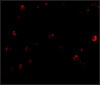 Anti-TDP43 antibody produced in rabbit affinity isolated antibody, buffered aqueous solution