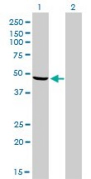 Monoclonal Anti-NDUFV1 antibody produced in mouse clone 4A7, purified immunoglobulin, buffered aqueous solution