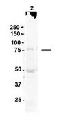 Anti-DNM1L, (N-terminal) antibody produced in rabbit affinity isolated antibody
