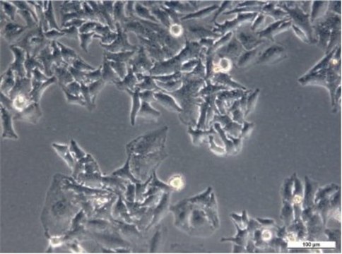 HeLa Cell Line human epitheloid cervix carcinoma