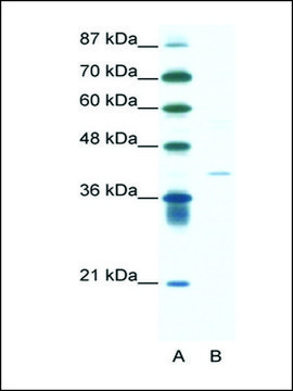 Anti-HIF1AN (AB3) antibody produced in rabbit IgG fraction of antiserum