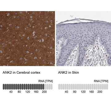 Anti-ANK2 antibody produced in rabbit Prestige Antibodies&#174; Powered by Atlas Antibodies, affinity isolated antibody, buffered aqueous glycerol solution