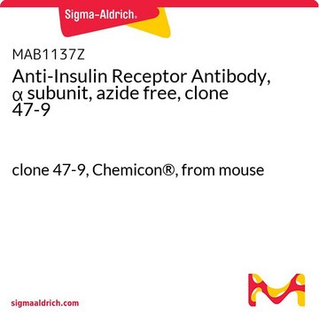 Anti-Insulin Receptor Antibody, &#945; subunit, azide free, clone 47-9 clone 47-9, Chemicon&#174;, from mouse