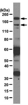 Anti-Brm Antibody, clone 1H7A10 clone 1H7A10, from rat