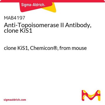 Anti-Topoisomerase II Antibody, clone KiS1 clone KiS1, Chemicon&#174;, from mouse