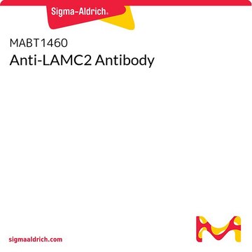 Anti-LAMC2 Antibody