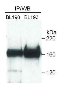 Rabbit anti-Rad50 Antibody, Affinity Purified Powered by Bethyl Laboratories, Inc.