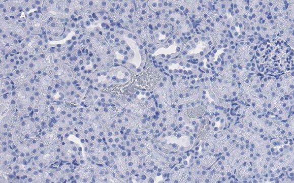 抗-CD133（Prominin-1）抗体，克隆2F8，ZooMAb&#174; 兔单克隆 recombinant, expressed in HEK 293 cells