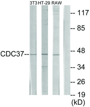 Anti-p50 CDC37 antibody produced in rabbit affinity isolated antibody