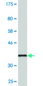 Monoclonal Anti-BIN3, (C-terminal) antibody produced in mouse clone 4E12, purified immunoglobulin, buffered aqueous solution