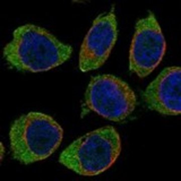 Anti-CD300A antibody produced in rabbit Prestige Antibodies&#174; Powered by Atlas Antibodies, affinity isolated antibody, buffered aqueous glycerol solution