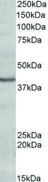 Anti-POU4F3 antibody produced in goat affinity isolated antibody, buffered aqueous solution