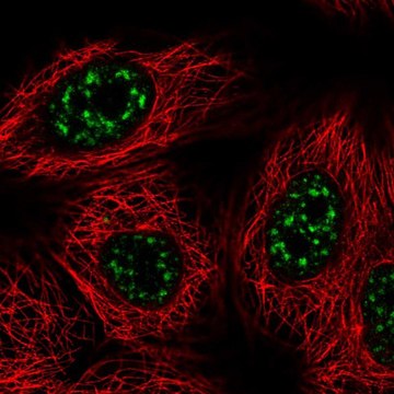 Anti-VAX2 antibody produced in rabbit Prestige Antibodies&#174; Powered by Atlas Antibodies, affinity isolated antibody