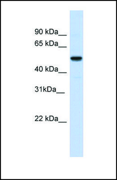 Anti-IRX3, (N-terminal) antibody produced in rabbit affinity isolated antibody