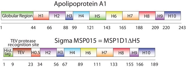 Membrane Scaffold Protein 1D1 Delta-Helix 5 recombinant, expressed in E. coli, Delta Helix 5 deleted