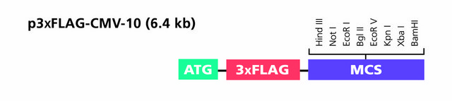 P3XFLAG-CMV&#8482;-10表达载体 shuttle vector for transient or stable expression of N-terminal 3xFLAG