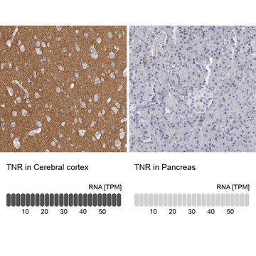 Anti-TNR antibody produced in rabbit Prestige Antibodies&#174; Powered by Atlas Antibodies, affinity isolated antibody, buffered aqueous glycerol solution, Ab1