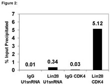 RIPAb+ Lin28 - RIP Validated Antibody and Primer Set serum, from rabbit