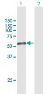 Anti-TAPBPL antibody produced in mouse purified immunoglobulin, buffered aqueous solution