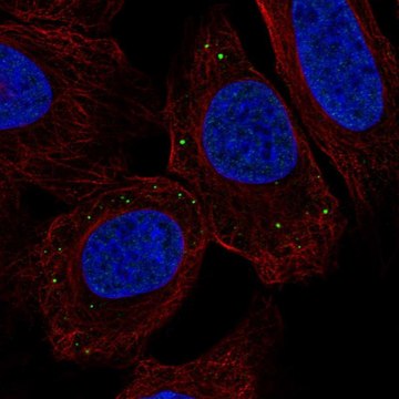 Anti-TMEM215 antibody produced in rabbit Prestige Antibodies&#174; Powered by Atlas Antibodies, affinity isolated antibody