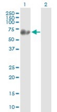 Anti-SYN3 antibody produced in mouse IgG fraction of antiserum, buffered aqueous solution