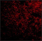 Anti-IPR1 (ab1) antibody produced in rabbit affinity isolated antibody, buffered aqueous solution