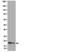 Anti-phospho Histone H2A.X Antibody (Tyr142) from rabbit, purified by affinity chromatography