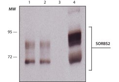 Anti-SORBS2 antibody, Mouse monoclonal clone S13N, purified from hybridoma cell culture