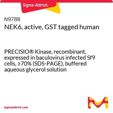 NEK6, active, GST tagged human PRECISIO&#174; Kinase, recombinant, expressed in baculovirus infected Sf9 cells, &#8805;70% (SDS-PAGE), buffered aqueous glycerol solution