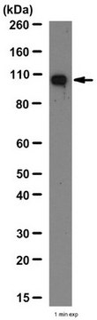 抗-ECT2抗体 from rabbit, purified by affinity chromatography