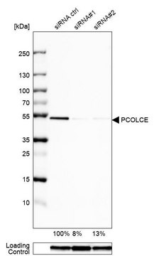 Anti-PCOLCE antibody produced in rabbit Prestige Antibodies&#174; Powered by Atlas Antibodies, affinity isolated antibody