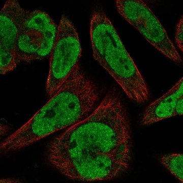 Anti-GLI1 antibody produced in rabbit Prestige Antibodies&#174; Powered by Atlas Antibodies, affinity isolated antibody