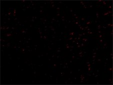 Anti-LANO antibody produced in rabbit affinity isolated antibody, buffered aqueous solution
